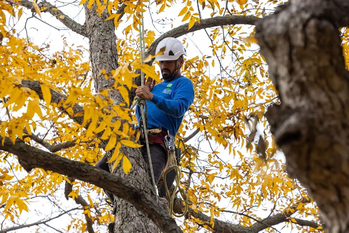 Skilled Emergency Tree Service crew working in Peru